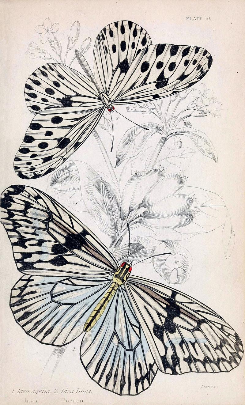 Jardine Naturalist's library Foreign Butterflies - Plate 10