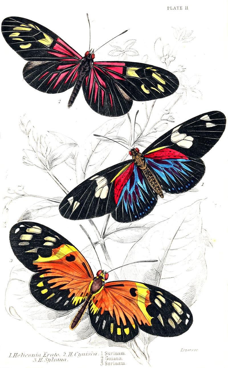 Jardine Naturalist's library Foreign Butterflies - Plate 11