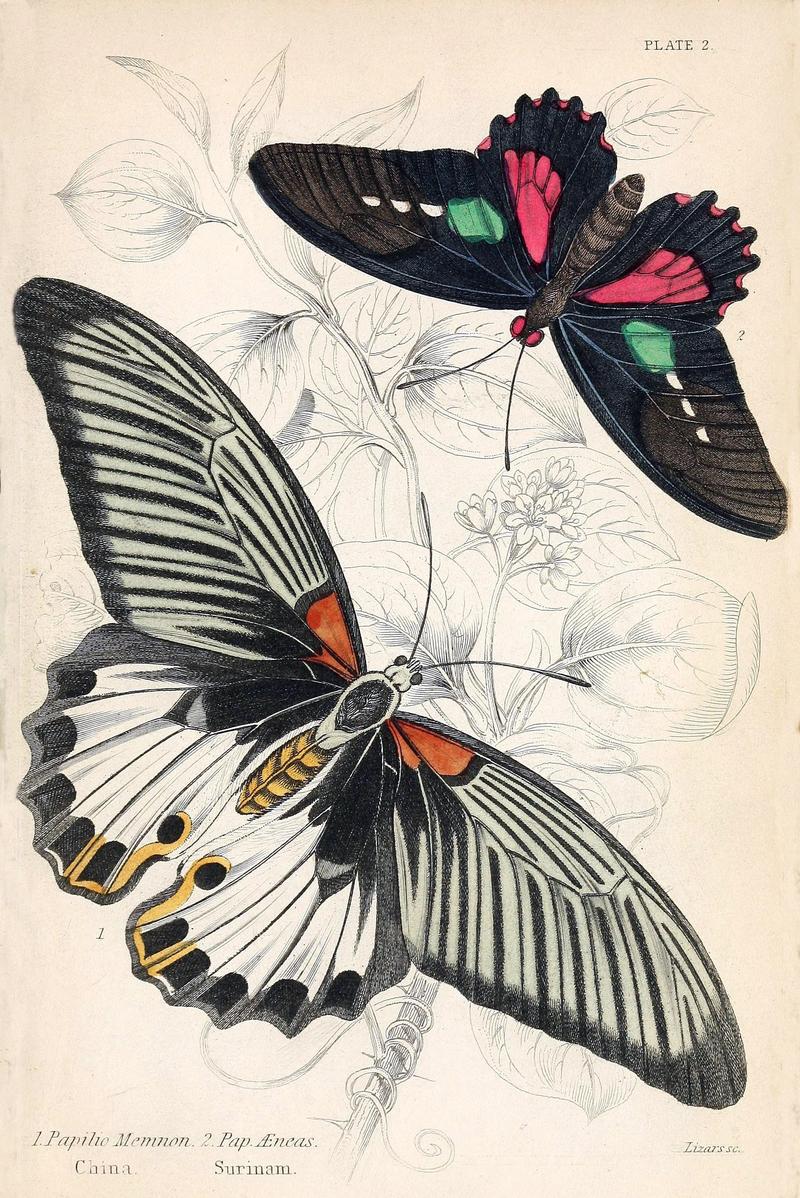 Jardine Naturalist's library Foreign Butterflies - Plate 2