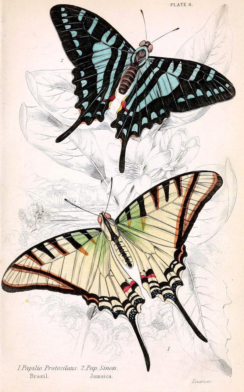 Jardine Naturalist's library Foreign Butterflies - Plate 4