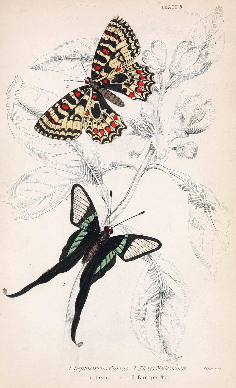 Jardine Naturalist's library Foreign Butterflies - Plate 5
