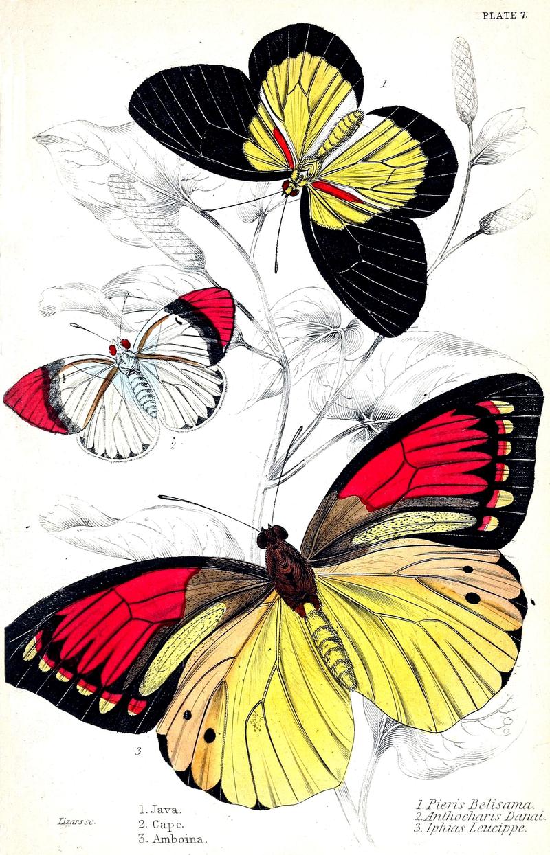Jardine Naturalist's library Foreign Butterflies - Plate 7
