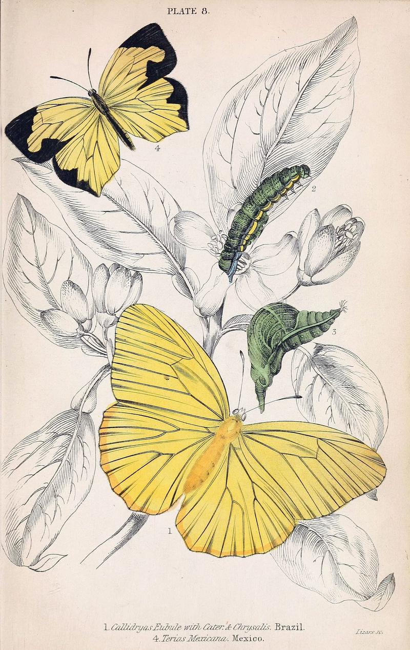 Jardine Naturalist's library Foreign Butterflies - Plate 8