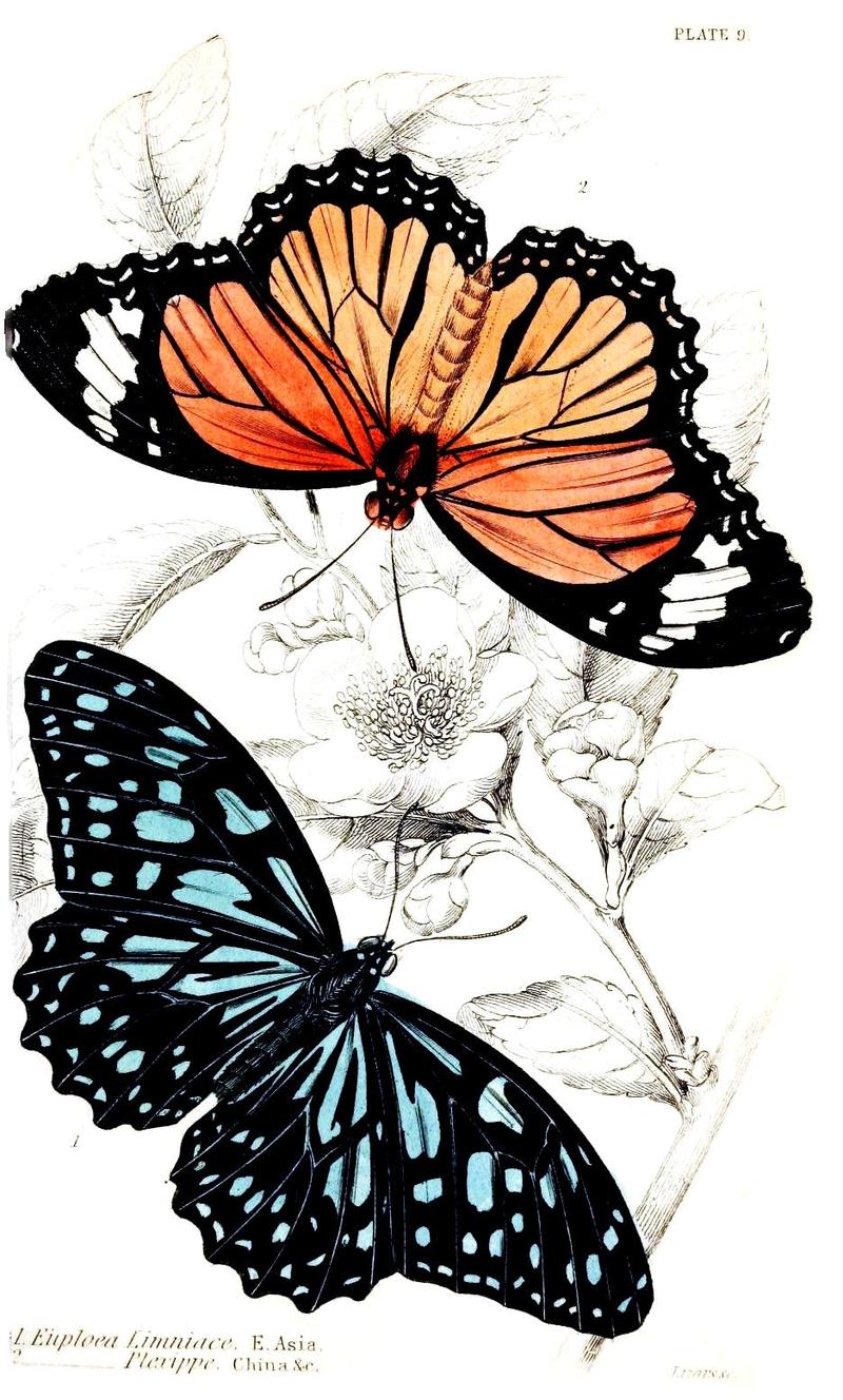 Jardine Naturalist's library Foreign Butterflies - Plate 9