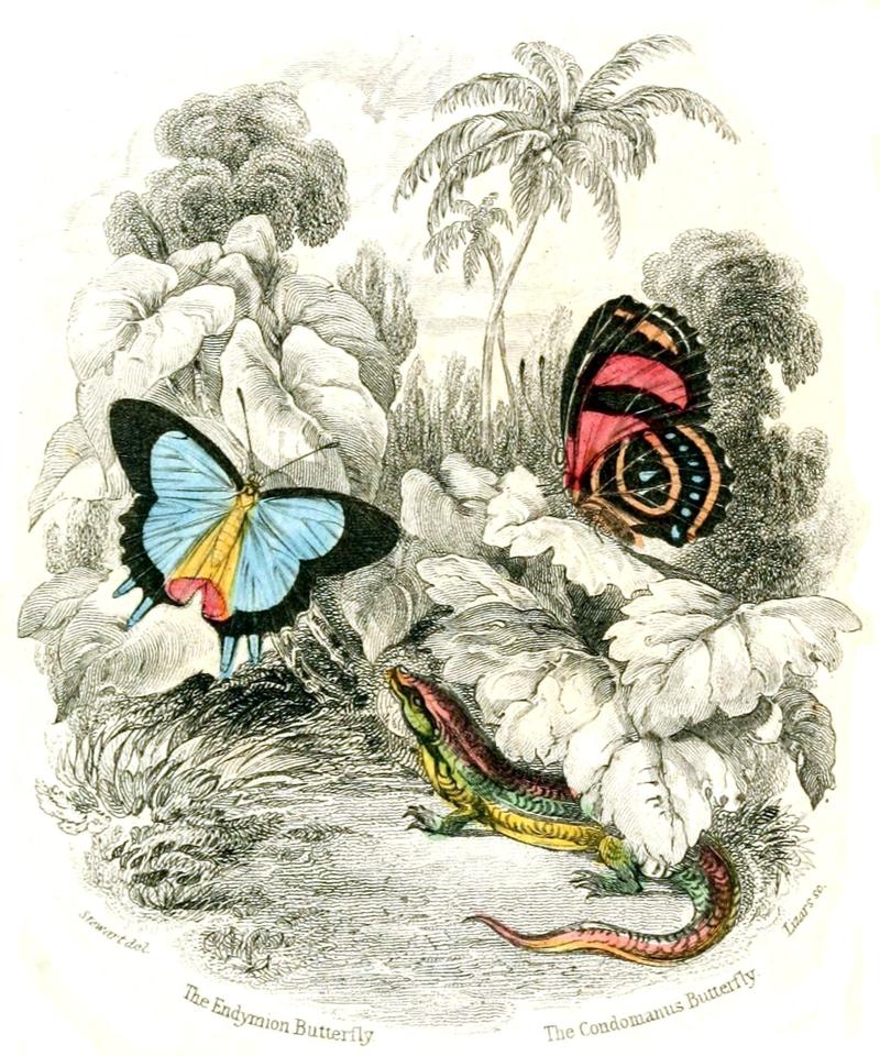 Jardine Naturalist's library Foreign Butterflies - Title