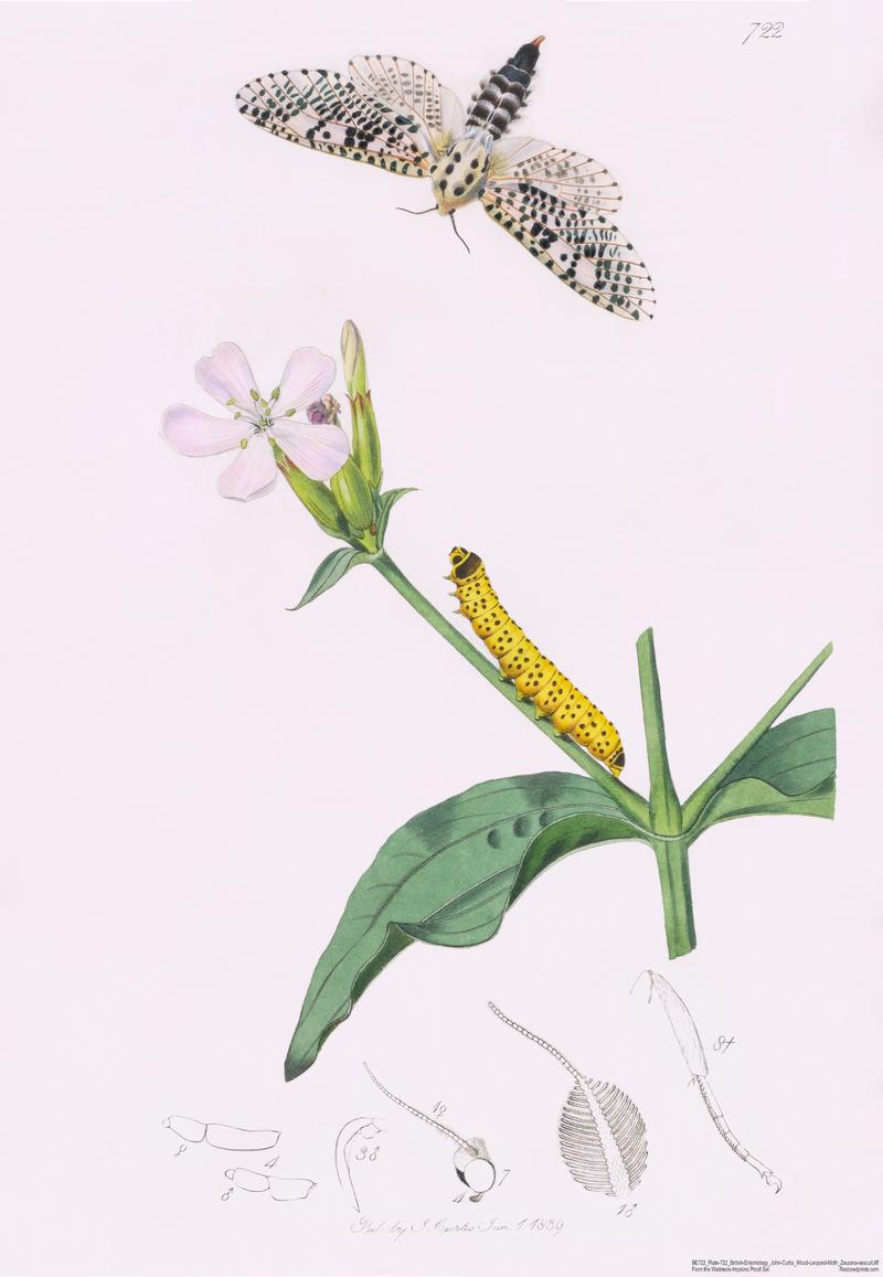 John-Curtis British-Entomology Plate-722 Wood-Leopard-Moth Zeuzera-aescult