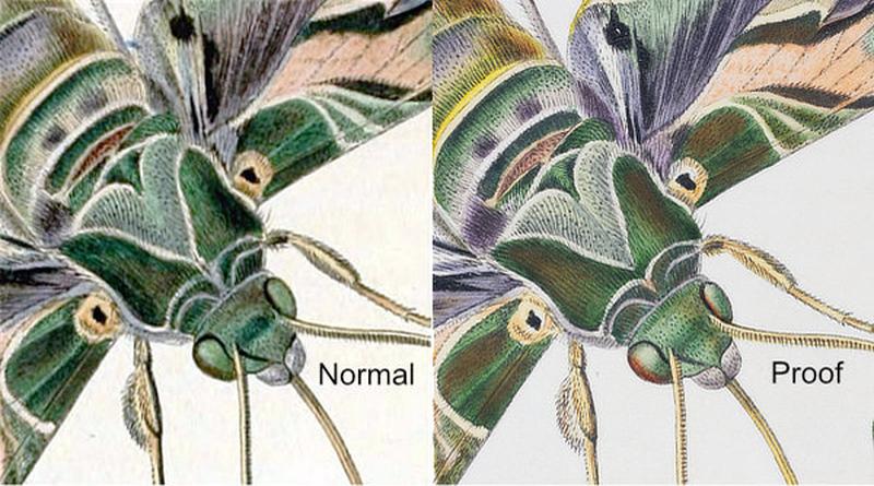 John Curtis, British Entomology. Comparison of Proof and Typical Impressions