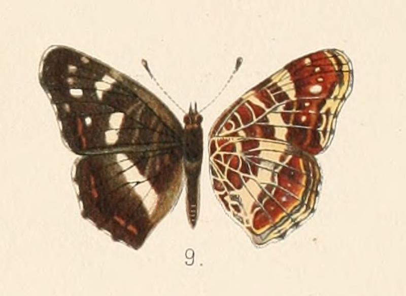 John Henry Leech - Plate 26 - Araschnia levana var. obscura