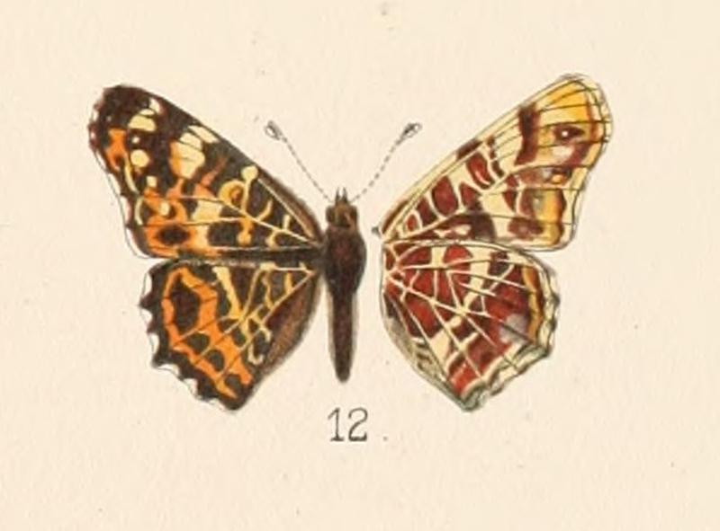 John Henry Leech - Plate 26 - Araschnia levana var. porima - male