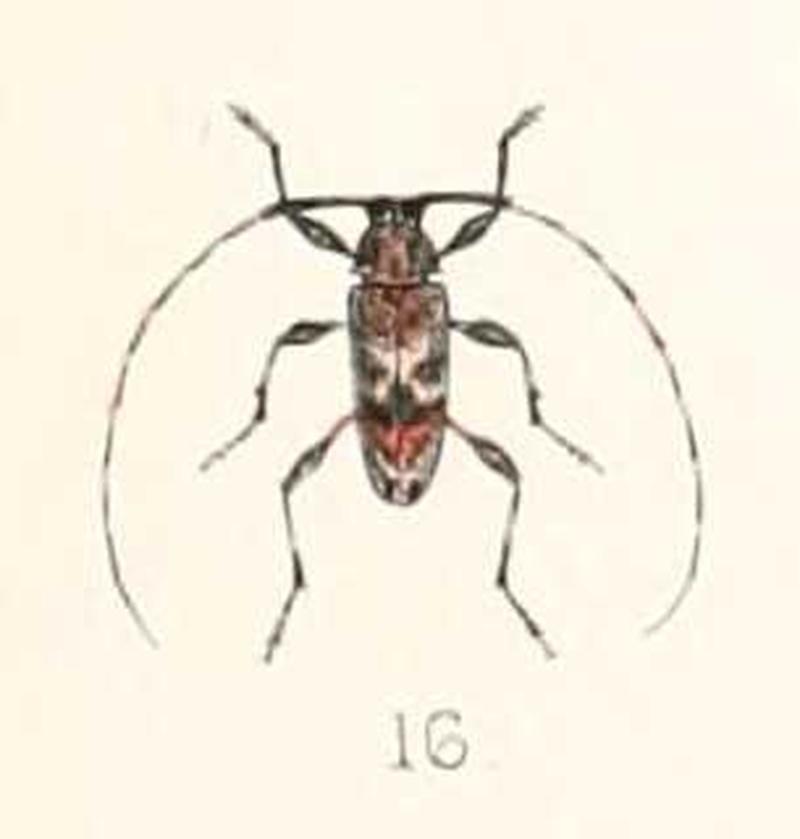 Jordanoleiopus africanus 1894