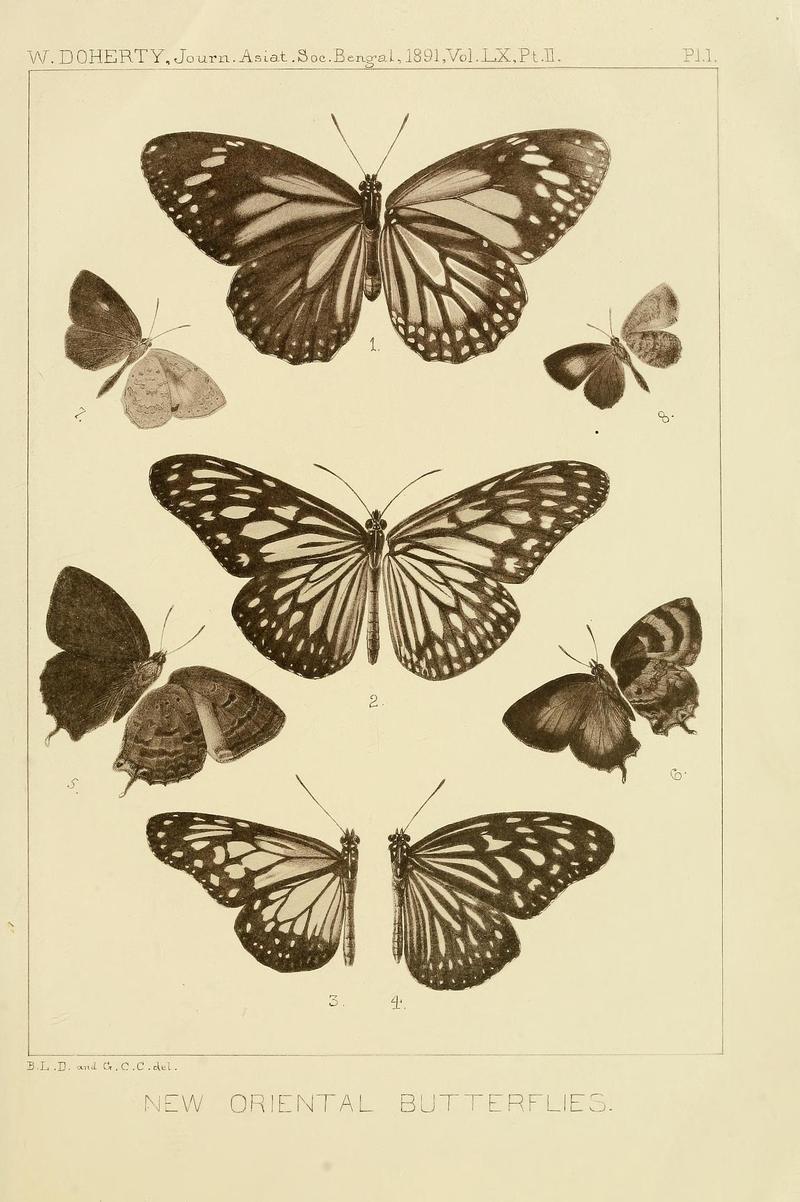 JournalAsiaticSociety Bengal1891Plate1