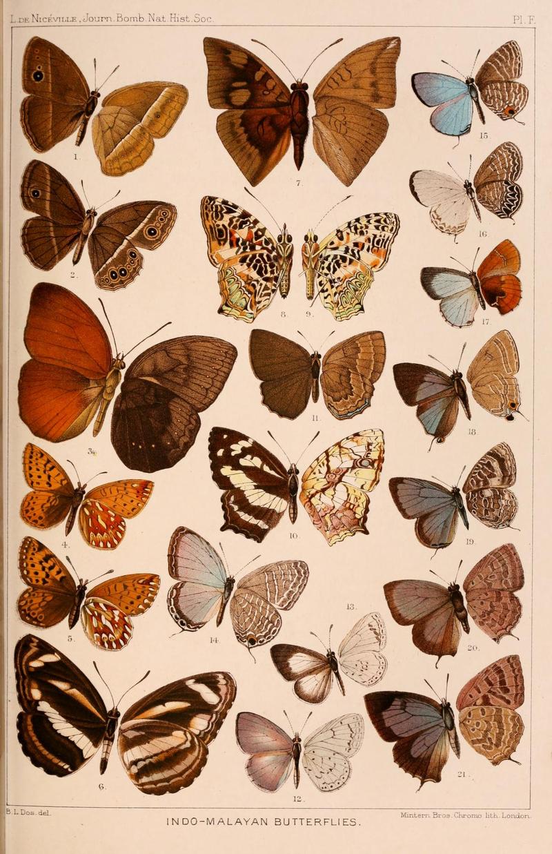 JournalBombayNHS1891PlateF