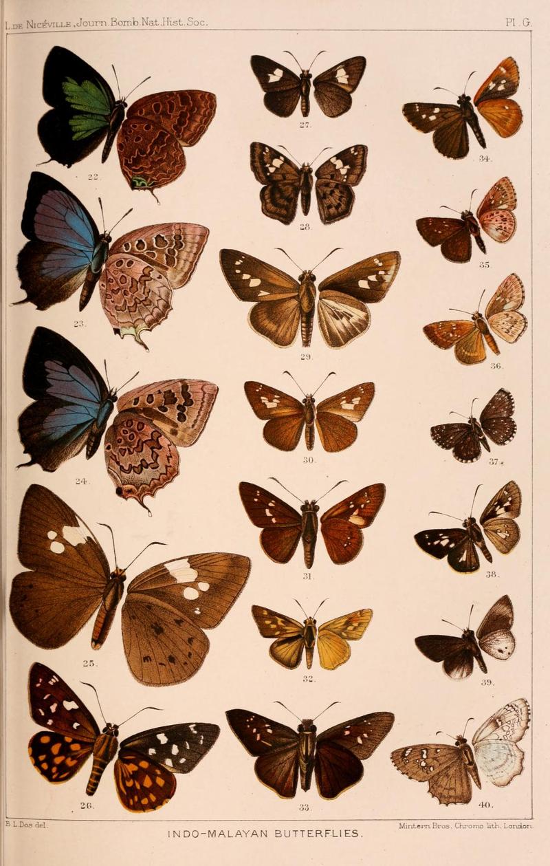 JournalBombayNHS1891PlateG