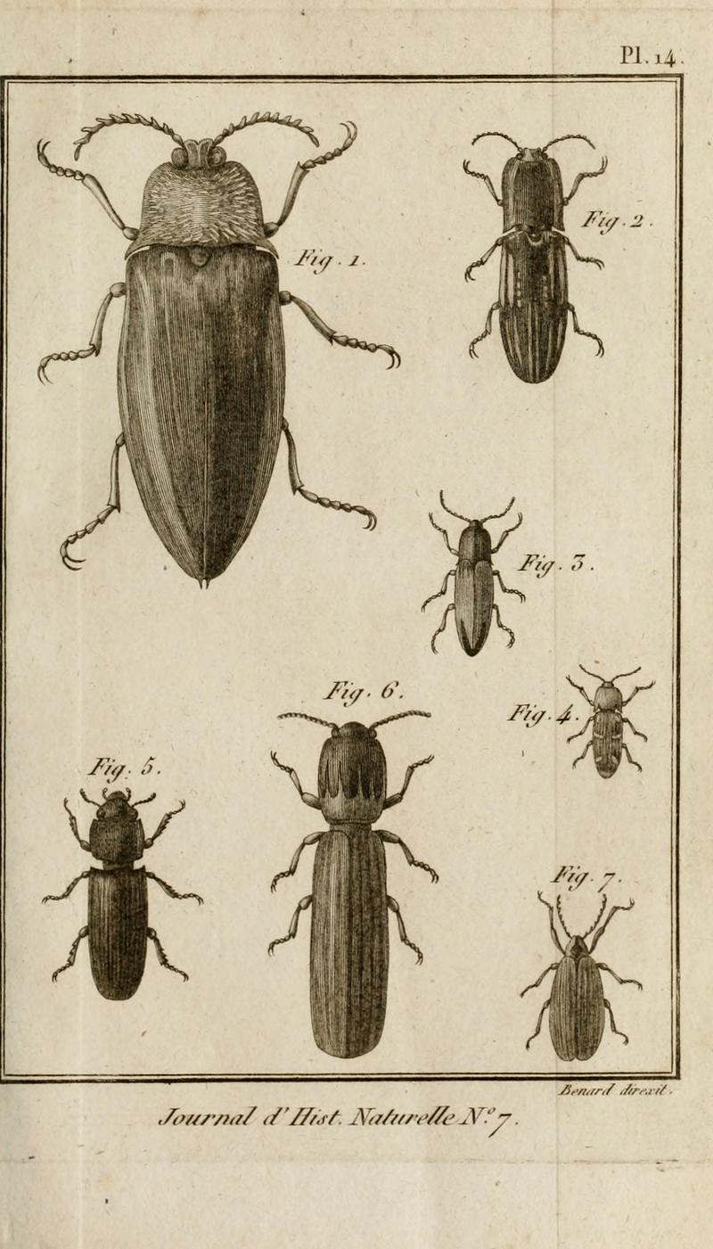 Journal d'histoire naturelle BHL6009642