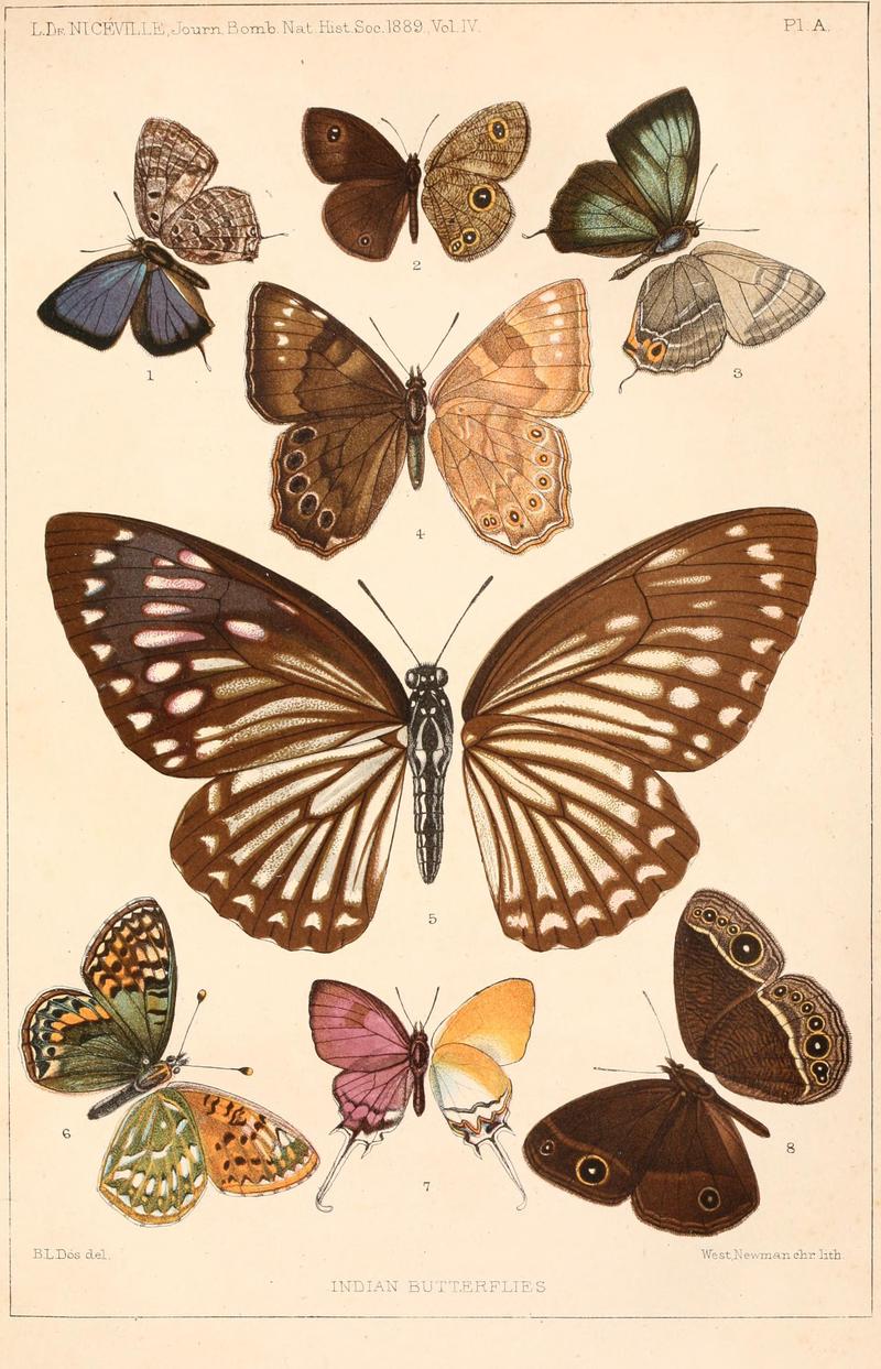 Journal of the Bombay Natural History Society Vol 4 Plate A