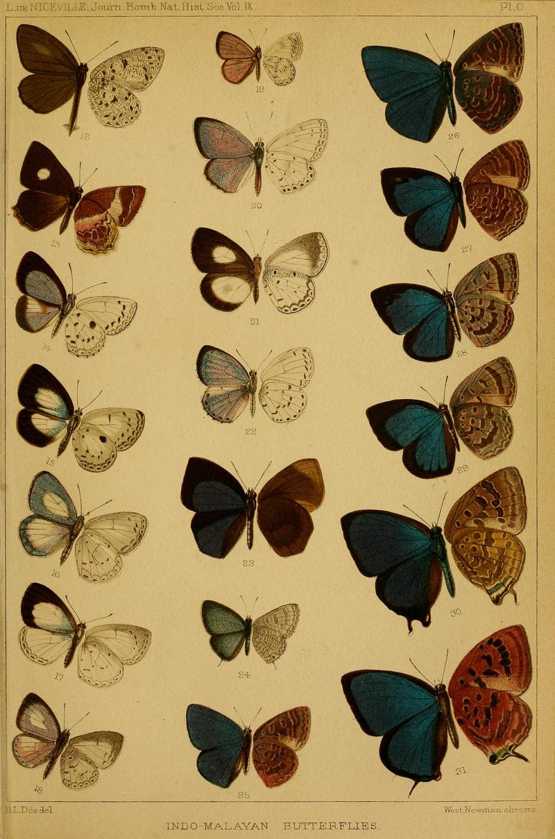 Journal of the Bombay Natural History Society Vol 9 PlateO