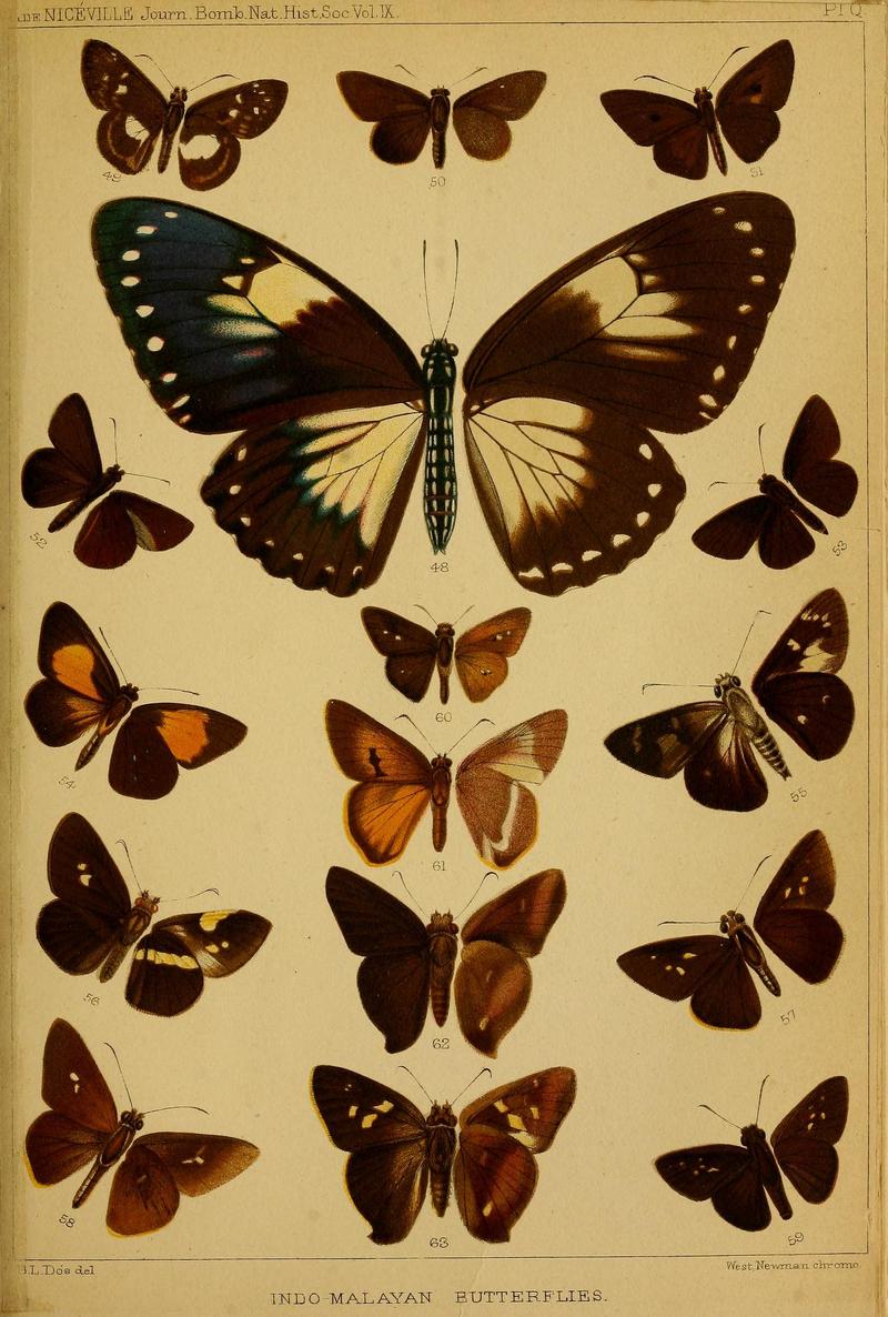 Journal of the Bombay Natural History Society Vol 9 Plate Q