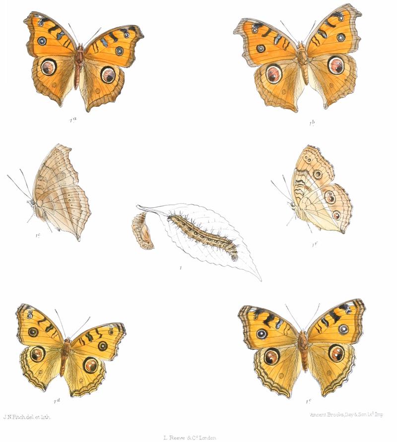 Junonia almana 314