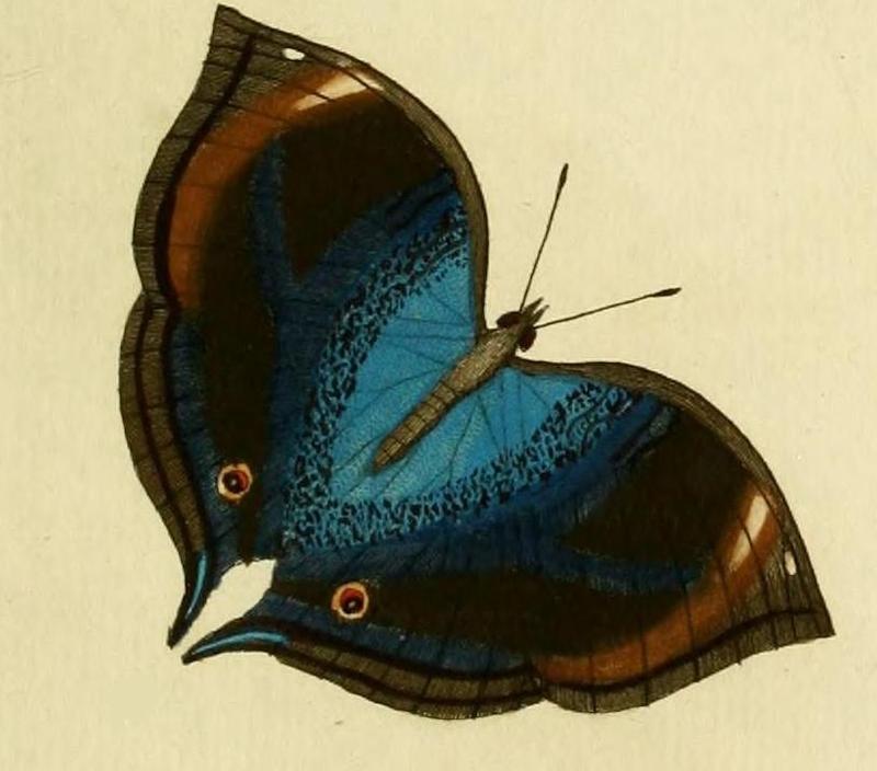 Junonia cymodoce