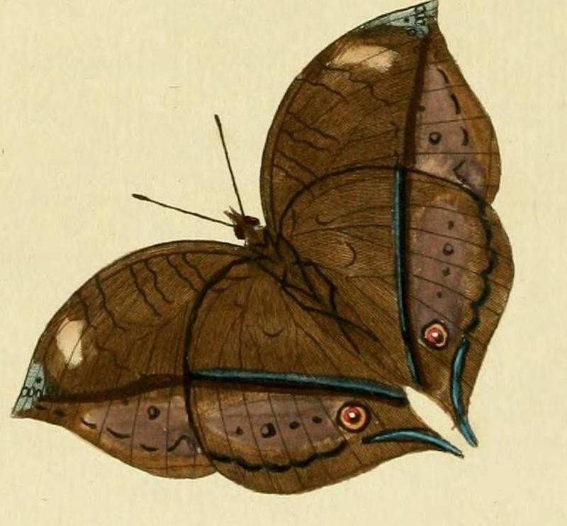 Junonia cymodoce1