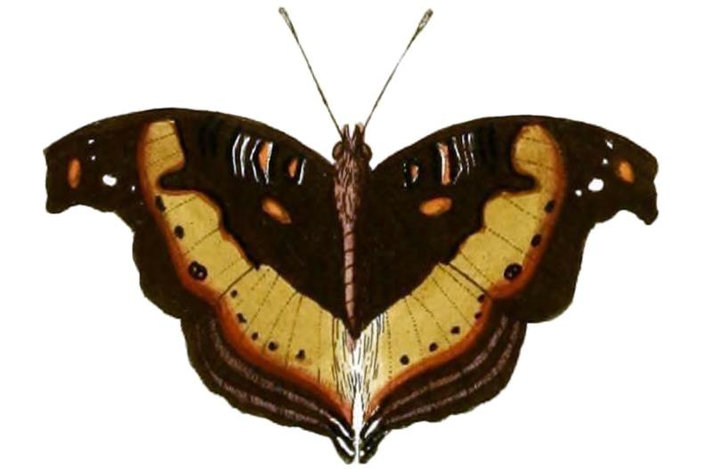 Junonia pelarga