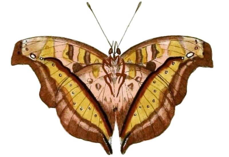 Junonia pelarga1