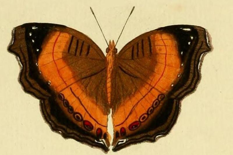 Junonia tereaA