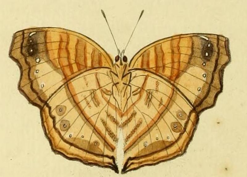 Junonia tereaB