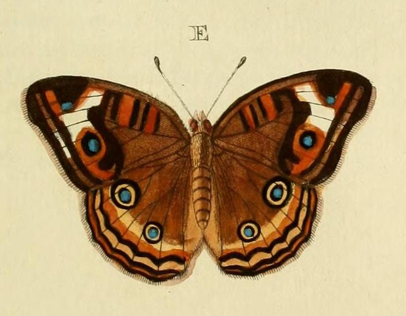 E F Papilio Genoveva Junonia genoveva Cramer 1780 iconotype see Funet Photo at Encyclopedia of Life