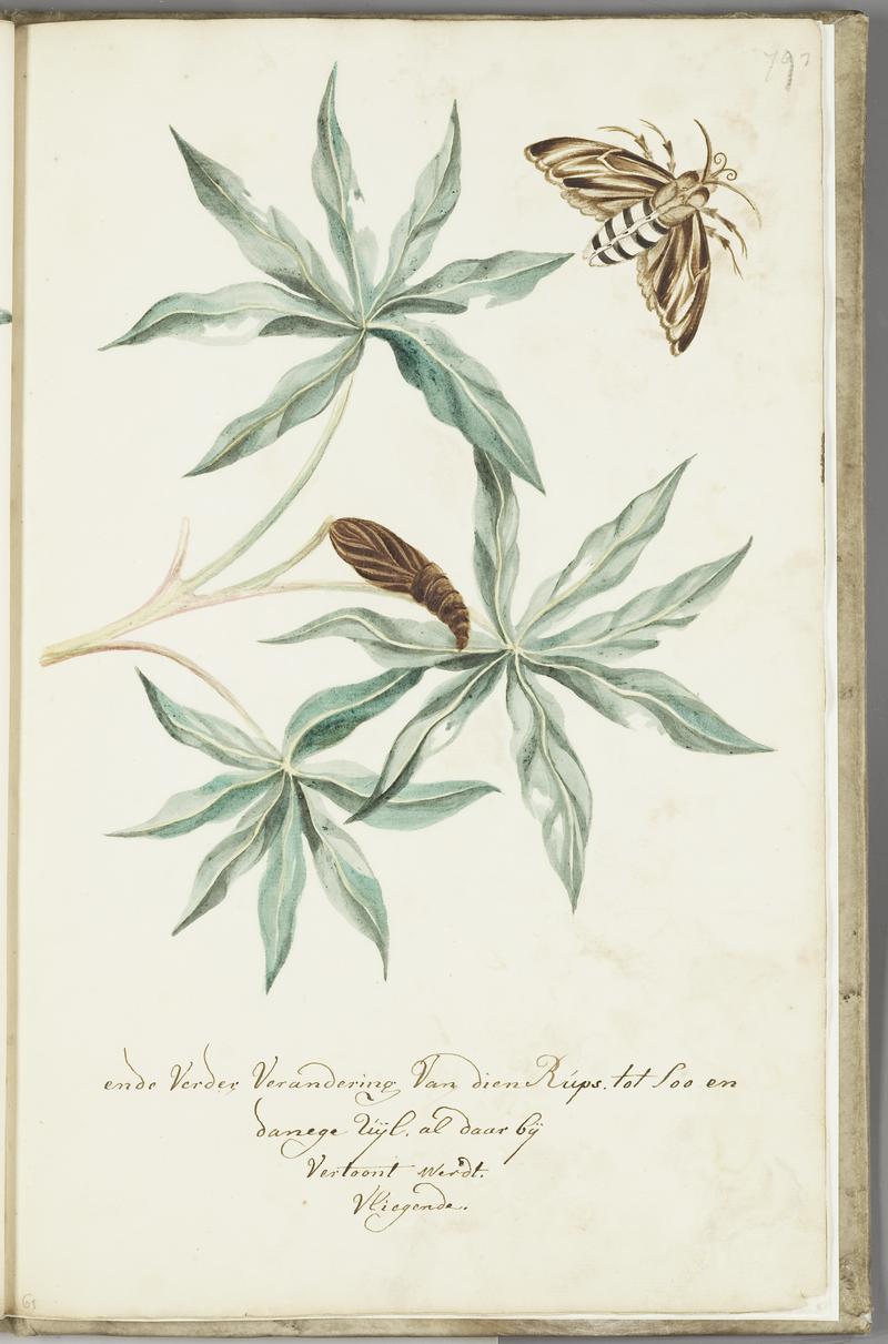 KITLV - 37A100 - Markée, Cornelis - Branch with leaves, caterpillar and butterfly - Brush drawing - Circa 1763