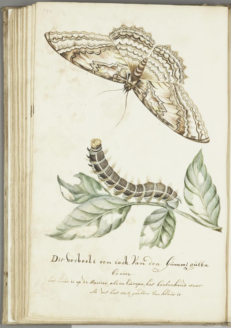 KITLV - 37A101 - Markée, Cornelis - Branch of the gummi-gutta tree, with caterpillar and butterfly - Brush drawing - Circa 1763