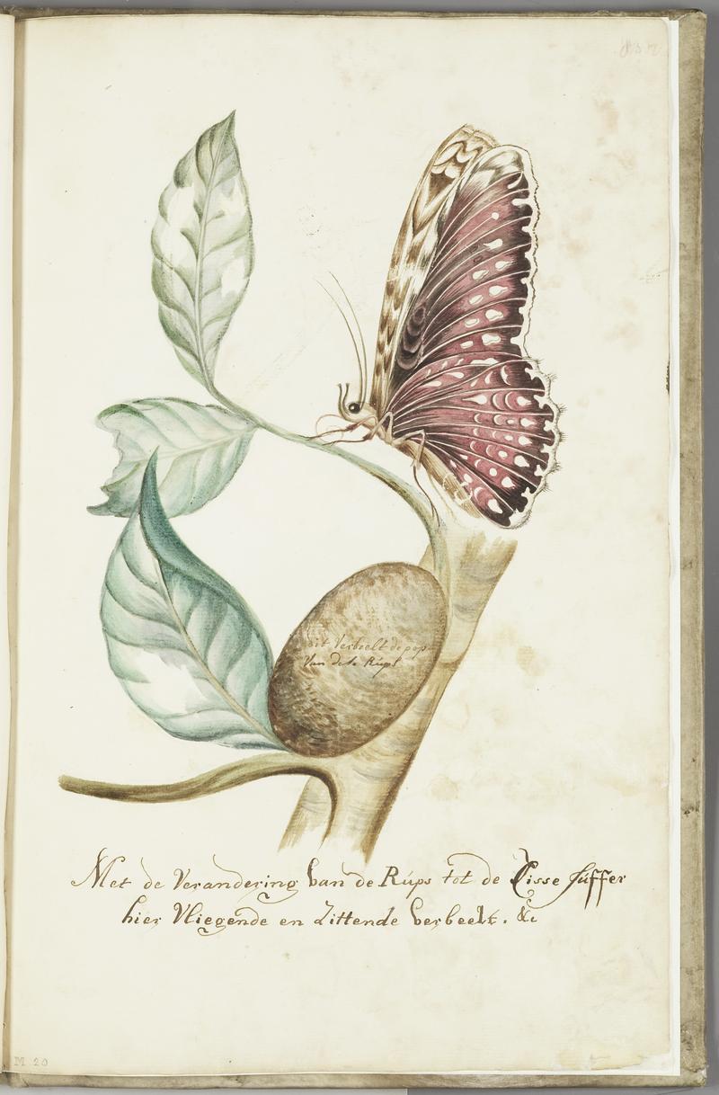 KITLV - 37A102 - Markée, Cornelis - Plant with pupa, caterpillar and purple sitting butterfly - Brush drawing - Circa 1763
