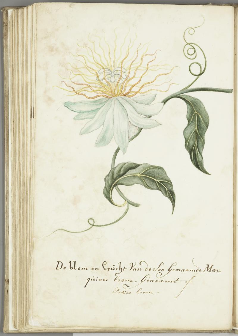 KITLV - 37A103 - Markée, Cornelis - Flower and fruit of the "marquiaas" or passion tree (passionfruit) - Brush drawing - Circa 1763