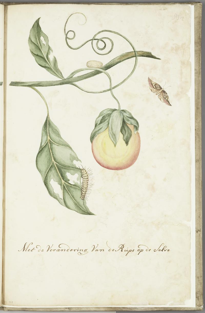 KITLV - 37A104 - Markée, Cornelis - Fruit-bearing branch with cocoon, caterpillar and butterfly - Brush drawing - Circa 1763