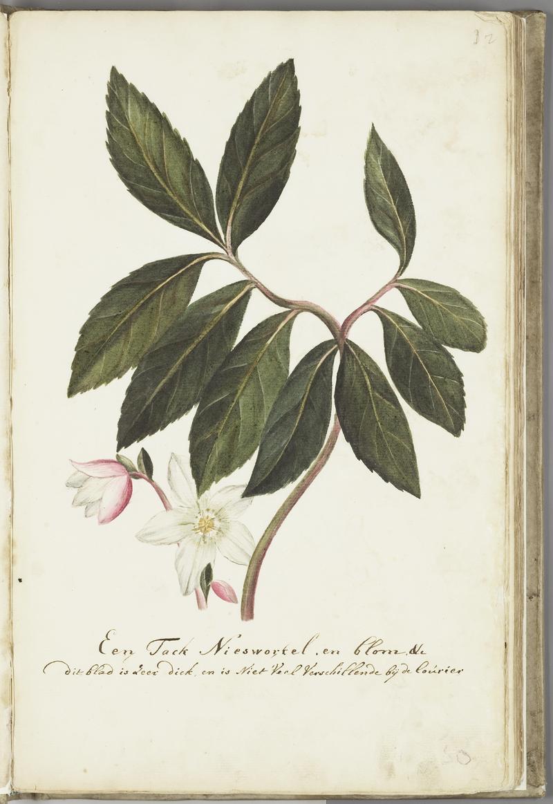 KITLV - 37A26 - Markée, Cornelis - A branch of Veratrum album? With flower - Brush drawing - Circa 1763