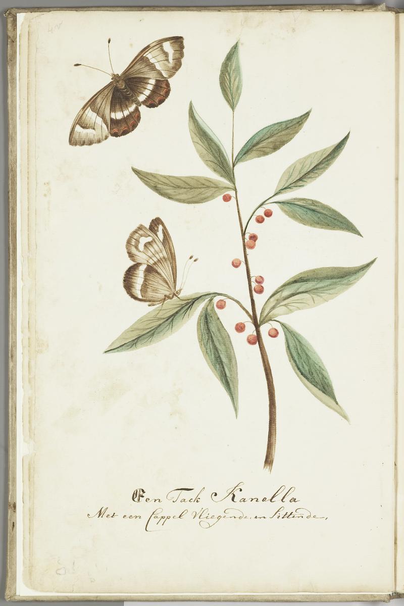 KITLV - 37A27 - Markée, Cornelis - A Kanalla branch with a butterfly - Brush drawing - Circa 1763
