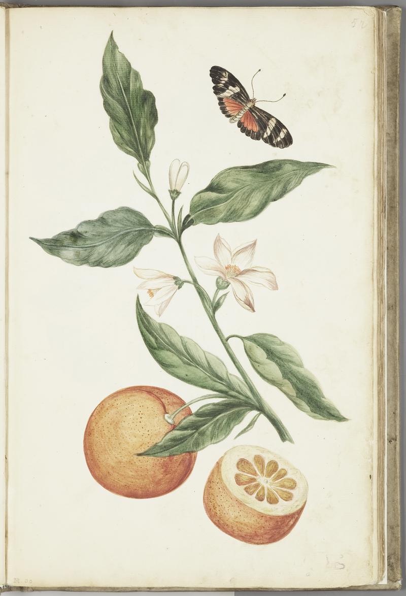 KITLV - 37A28 - Markée, Cornelis - Branch with blossoming orange blossom, oranges and butterfly - Brush drawing - Circa 1763