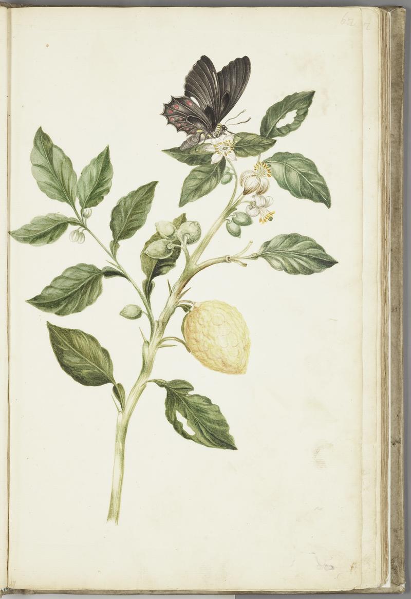KITLV - 37A29 - Markée, Cornelis - Flowering branch of lemon tree, fruit and butterfly - Brush drawing - Circa 1763
