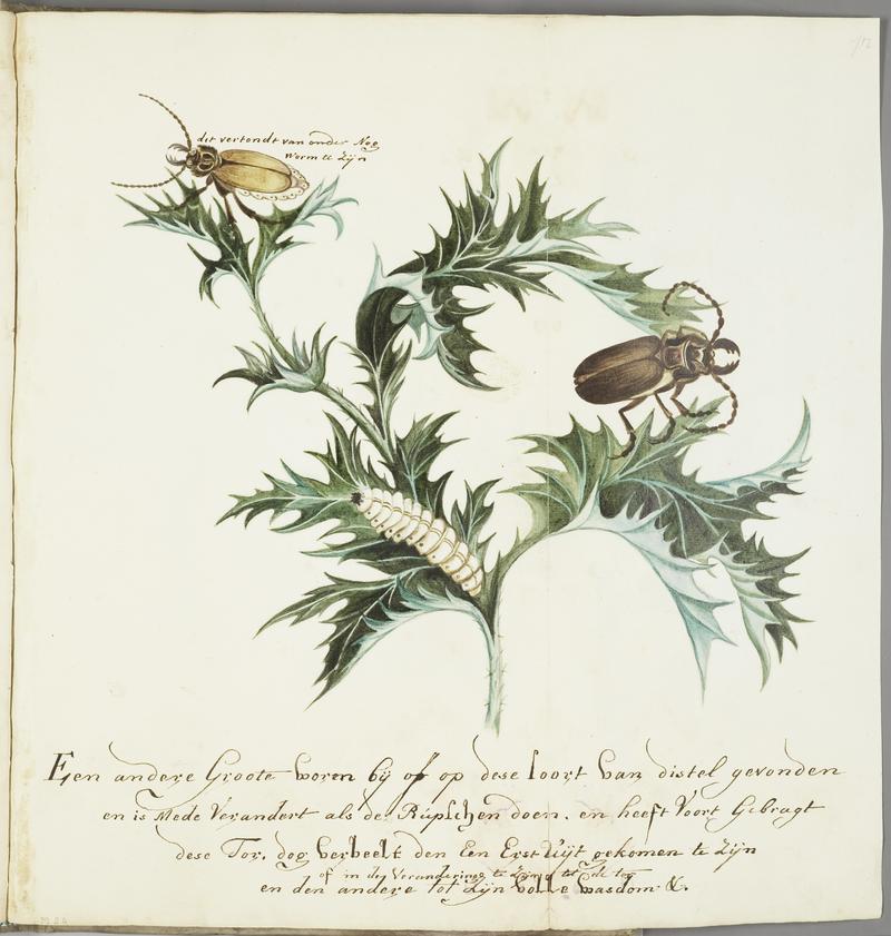 KITLV - 37A30 - Markée, Cornelis - Beetles with larvae on a thistle - Brush drawing - Circa 1763