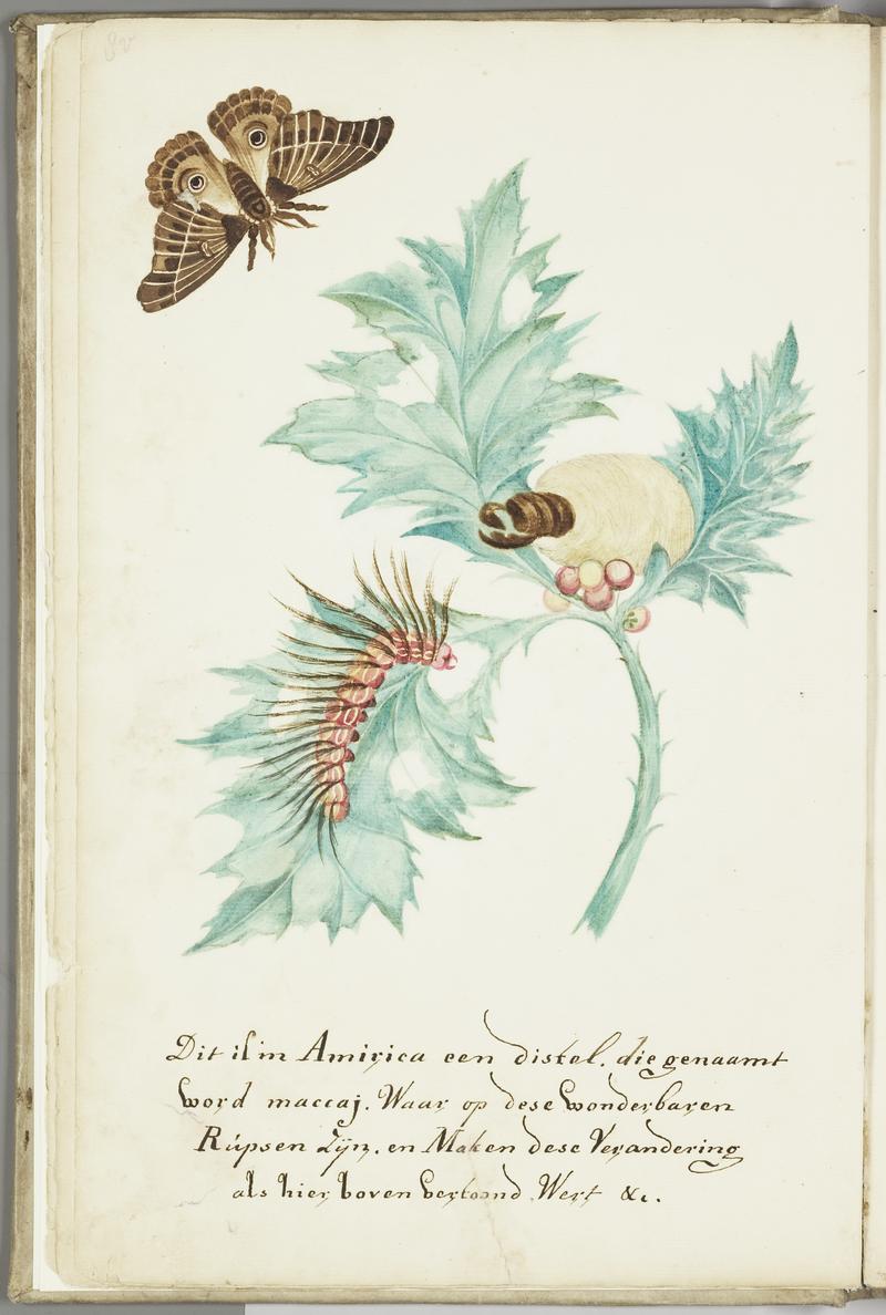 KITLV - 37A31 - Markée, Cornelis - Thistle called maccaj in America, with caterpillars in all phases and butterfly - Brush drawing - Circa 1763