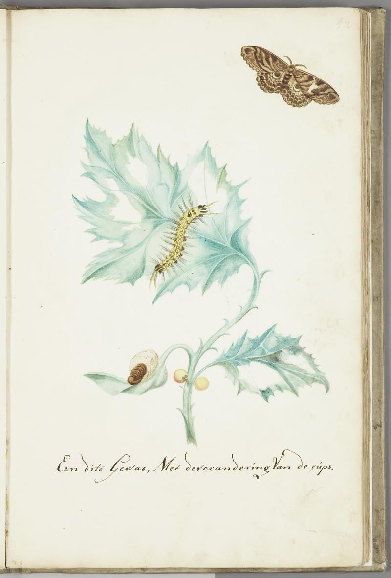 KITLV - 37A32 - Markée, Cornelis - Thistle with caterpillar and butterfly - Brush drawing - Circa 1763