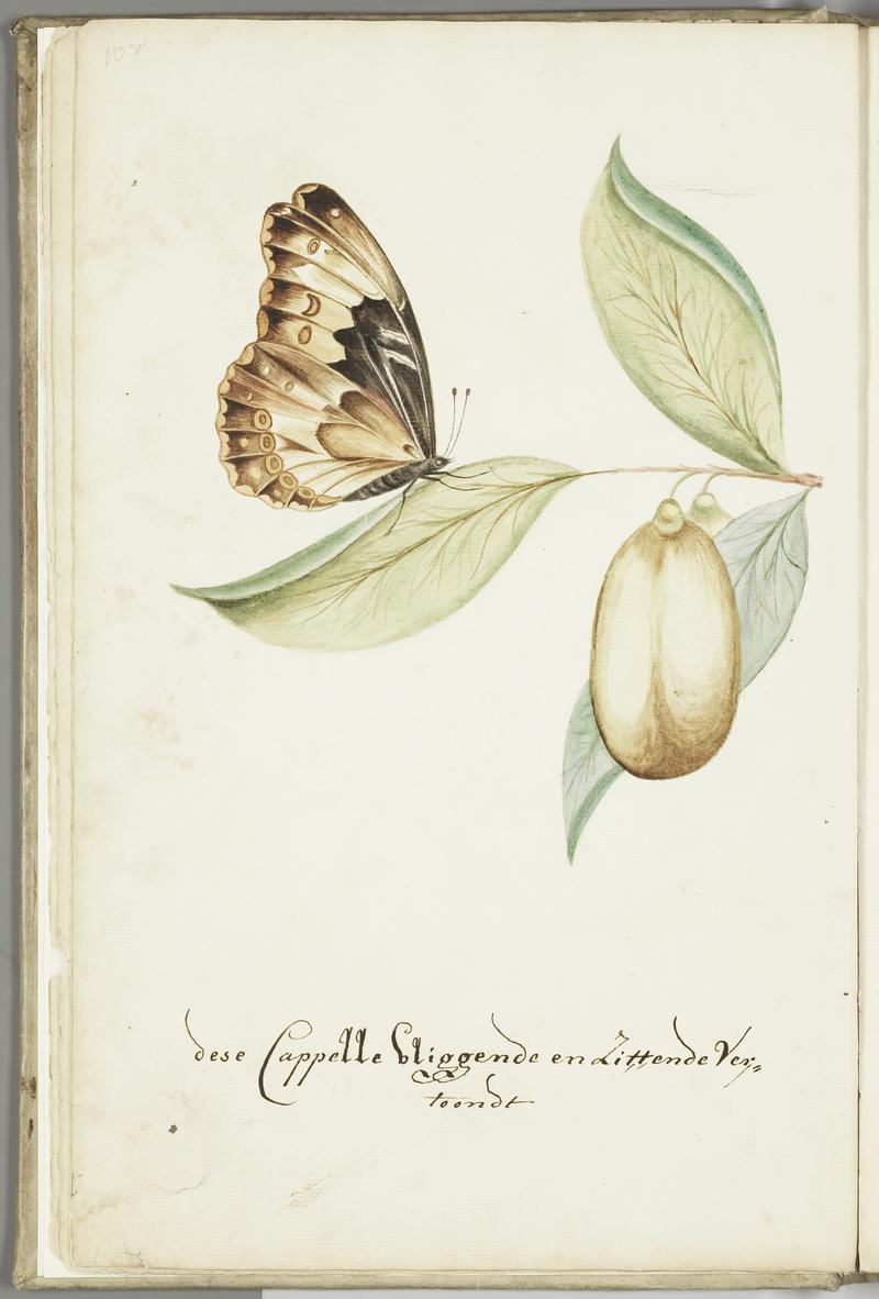 KITLV - 37A33 - Markée, Cornelis - Flying butterfly on a Anena leaf for its beauty - Brush drawing - Circa 1763