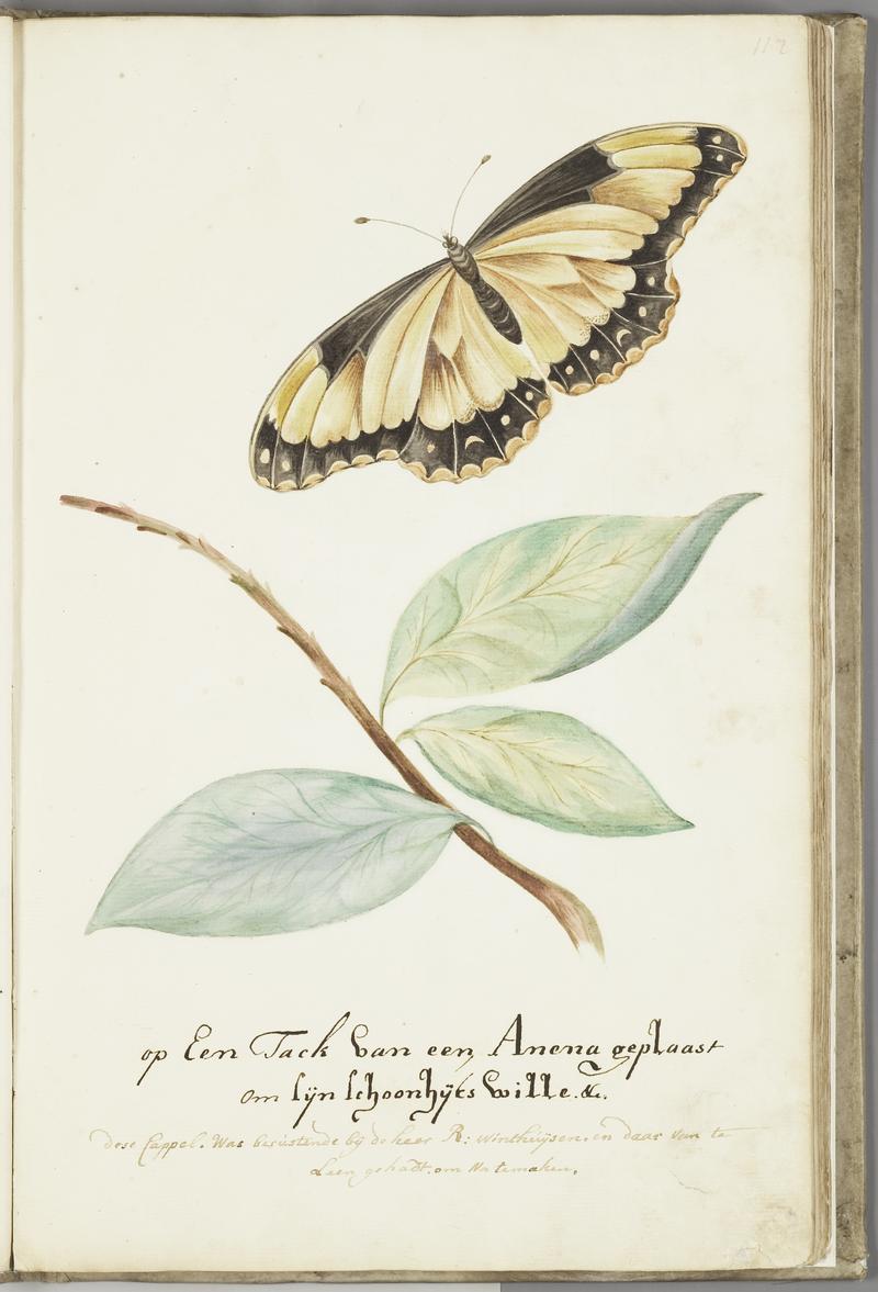 KITLV - 37A34 - Markée, Cornelis - Flying butterfly near a Anena branch for its beauty - Brush drawing - Circa 1763