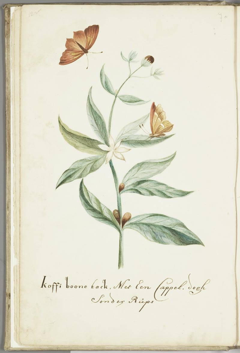 KITLV - 37A35 - Markée, Cornelis - Coffee branch with butterfly without caterpillar - Brush drawing - Circa 1763
