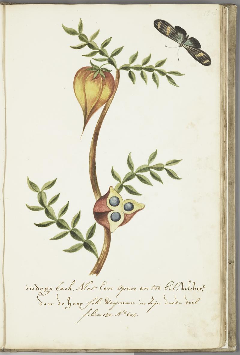 KITLV - 37A36 - Markée, Cornelis - Indigo branche, with open and closed ball - Brush drawing - Circa 1763