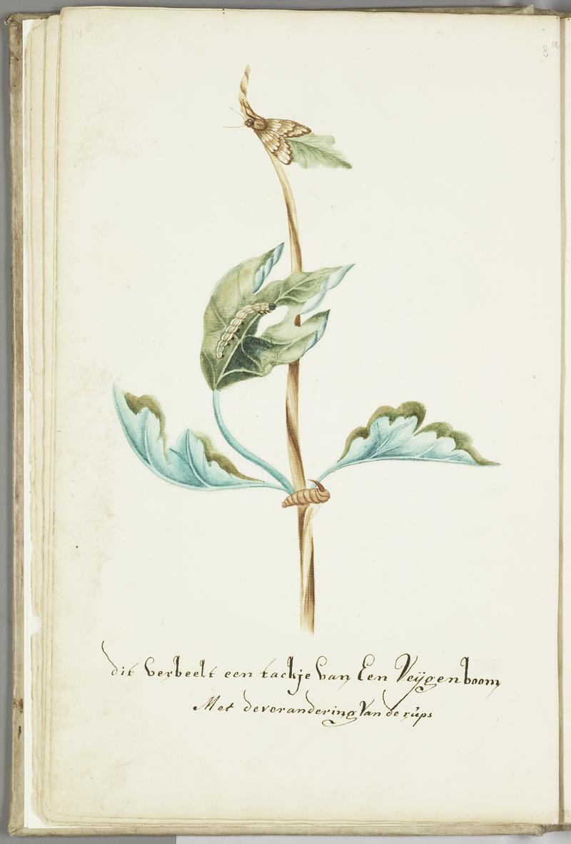 KITLV - 37A37 - Markée, Cornelis - Figtree branch with caterpillar and butterfly - Brush drawing - Circa 1763