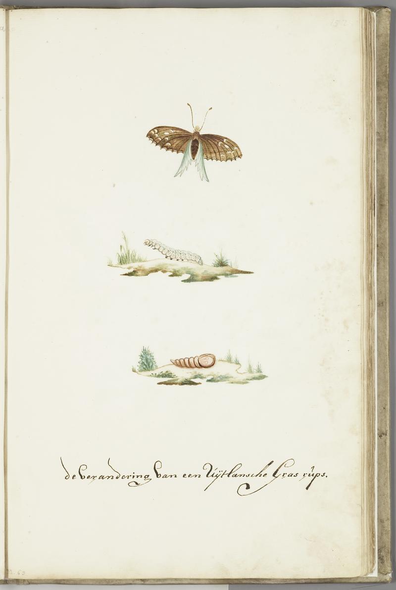 KITLV - 37A38 - Markée, Cornelis - Metamorphosis of an exotic grass caterpillar into a butterfly - Brush drawing - Circa 1763