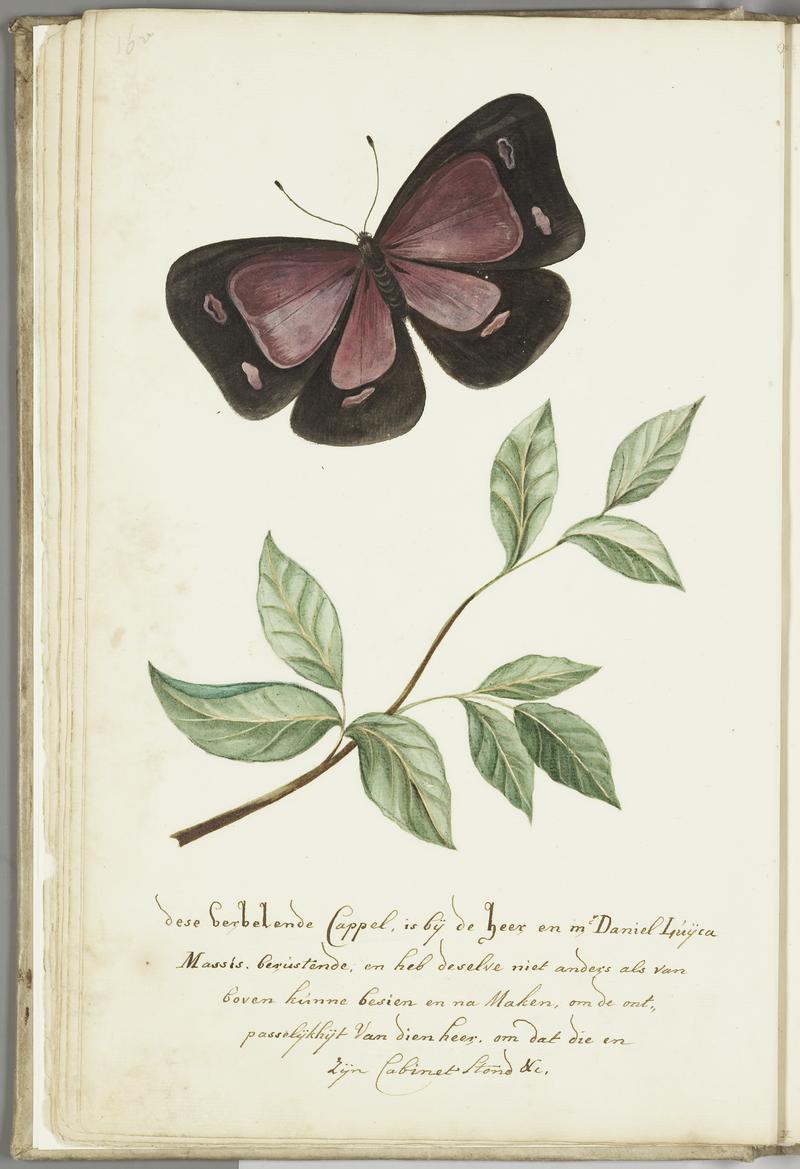 KITLV - 37A39 - Markée, Cornelis - Butterfly with leaf - Brush drawing - Circa 1763