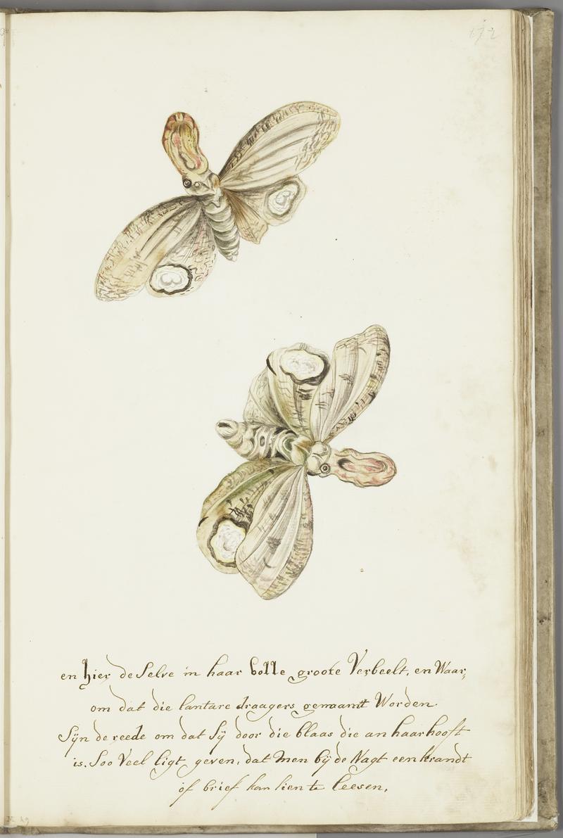 KITLV - 37A40 - Markée, Cornelis - Light producing moth in its full size, called "lantern bearer" - Brush drawing - Circa 1763