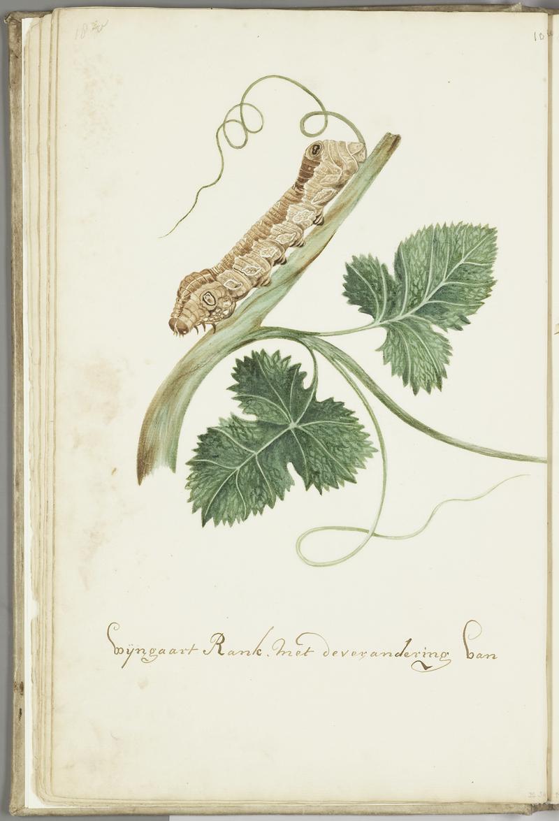 KITLV - 37A41 - Markée, Cornelis - Wine branch rank, with the metamorphosis of a female butterfly, sitting and flying - Brush drawing - Circa 1763
